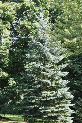 Picea pungens 'Glauca' - smrk pichlavý - habitus - léto (106) 2